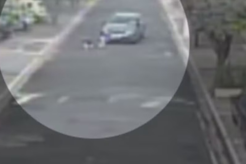 Câmera flagra motorista atropelando e matando cachorra em condomínio de Rio Preto