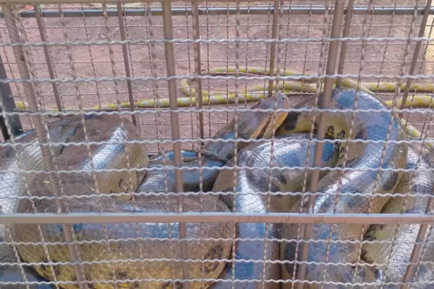 Sucuri de seis metros é capturada após atacar cachorra em Urânia