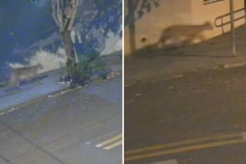Onça é flagrada 'passeando' por bairro em Buritama