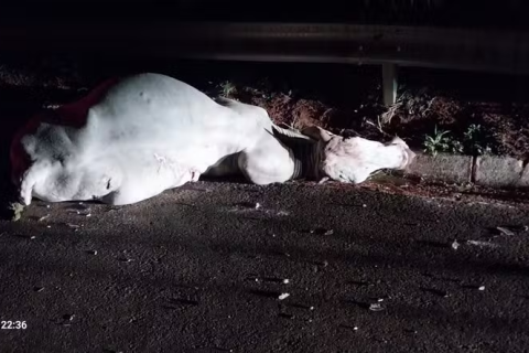 Duas pessoas ficam feridas após carro bater contra boi em rodovia do interior de SP